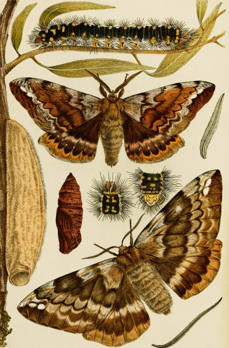 Insects I Wall Art by Frederick McCoy - High-Resolution Digital Print