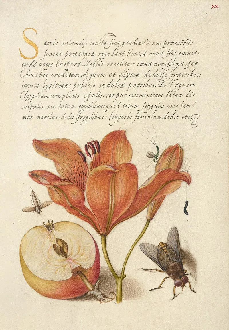Insects Orange Lily Caterpillar Apple And Horse Fly