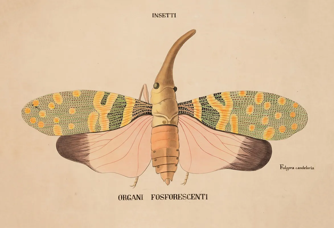 Insects Phosphorescent Organs Fulgora Candelaria