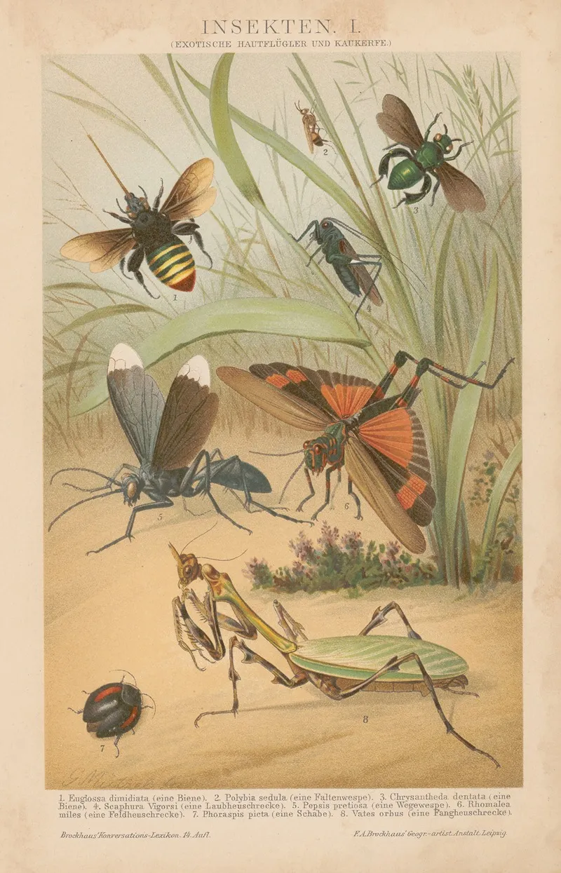 Insekten 2 Wall Art by Gustav Mützel - High-Resolution Digital Print