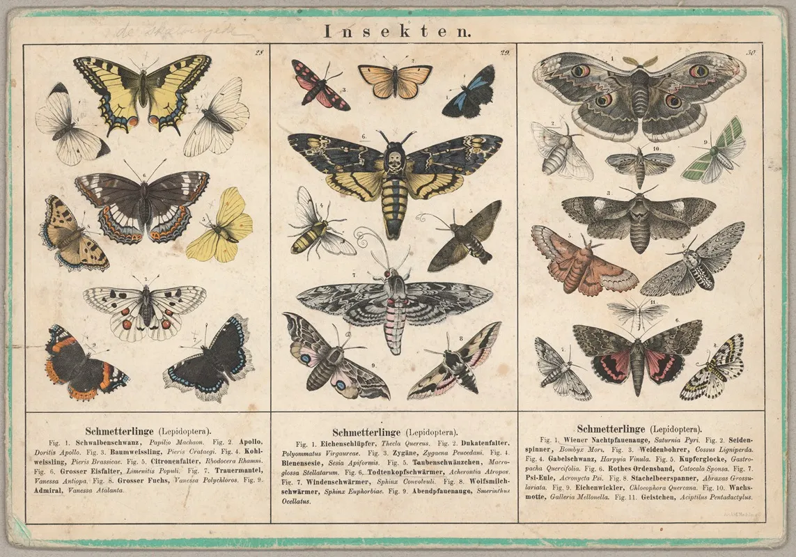 Insekten 4