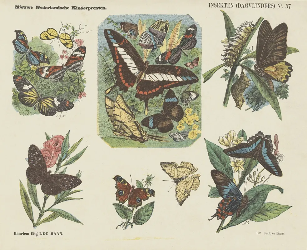 Insekten Dagvlinders