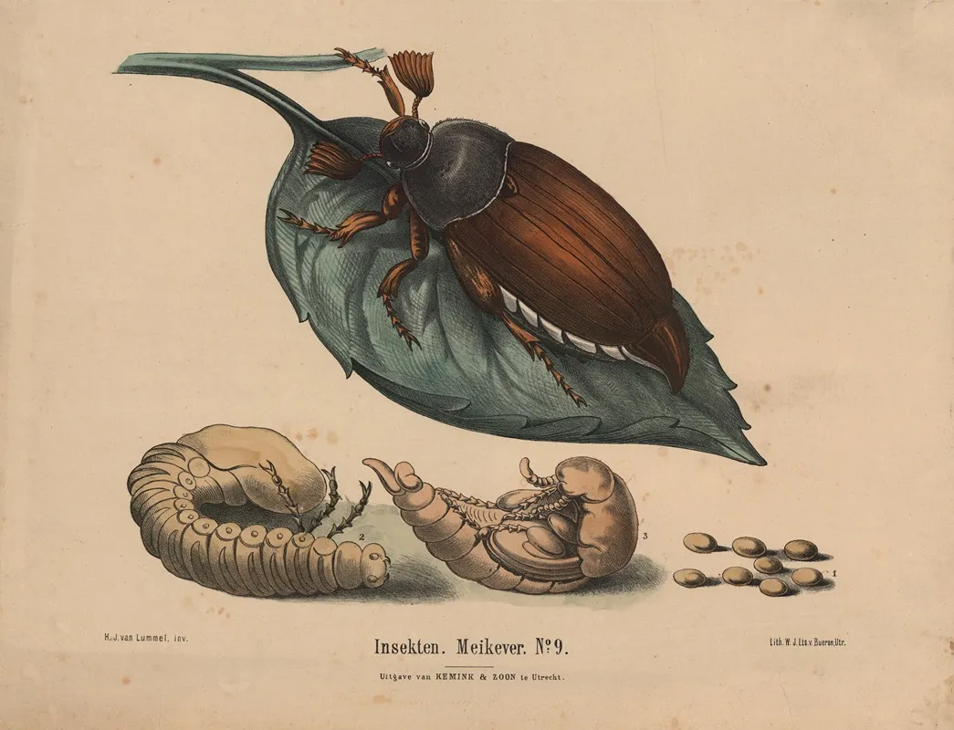 Insekten Meikever No 9 Wall Art by Hendrik Jan van Lummel - High-Resolution Digital Print