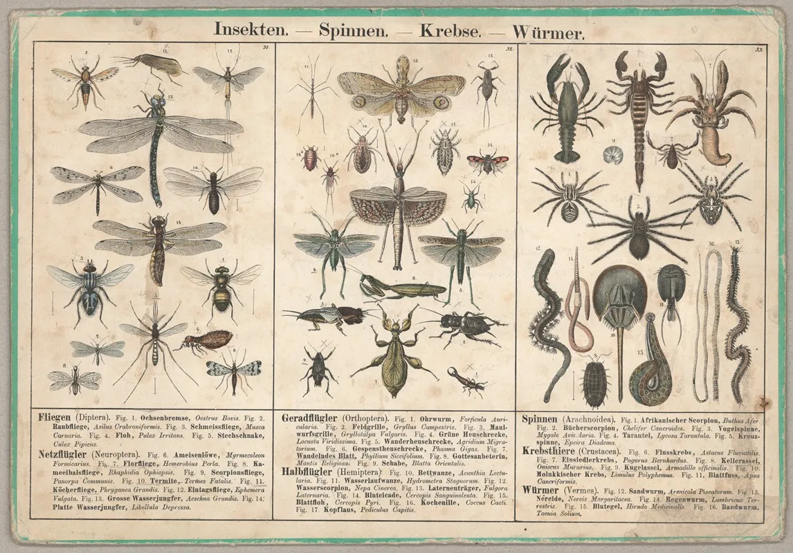 Insekten Spinnen Krebse Wurmer