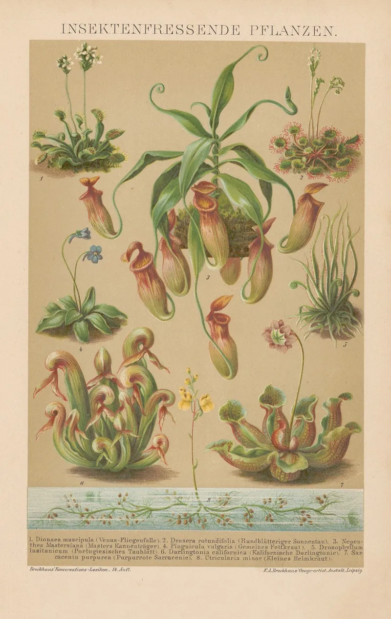 Insektenfressende Pflanzen Wall Art by F.A. Brockhaus - High-Resolution Digital Print