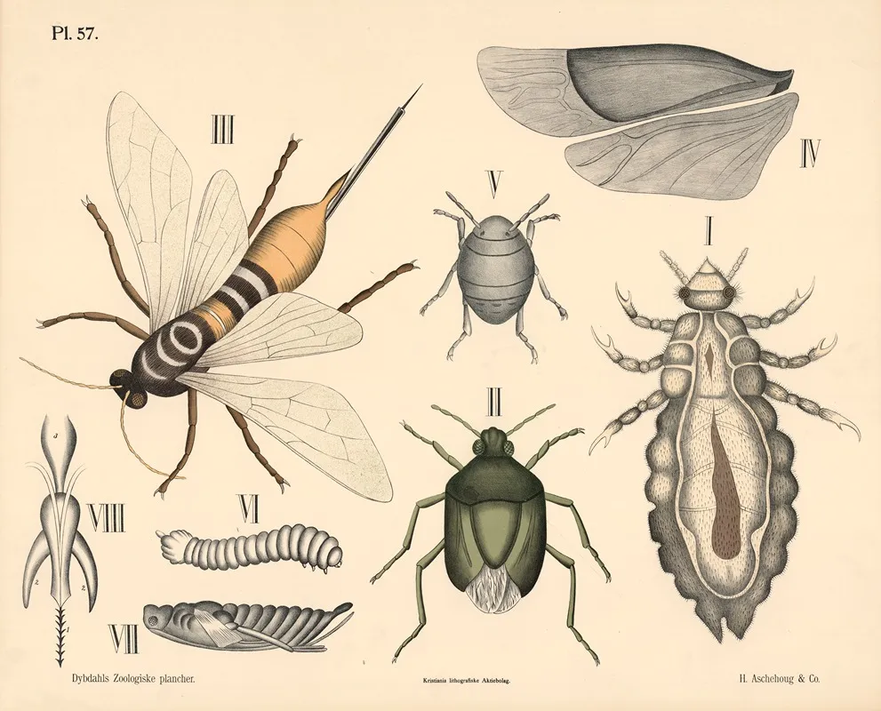 Insekter Arevinger Og Naebmundede Wall Art by Peter Dybdahl - High-Resolution Digital Print