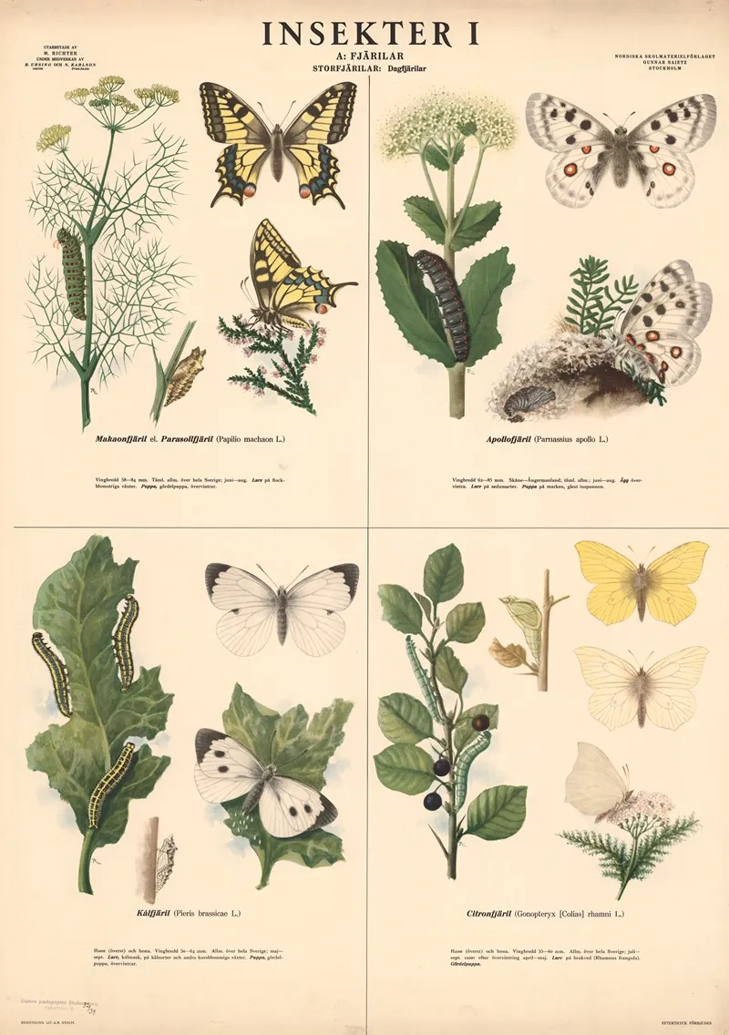 Insekter I Wall Art by Max Richter - High-Resolution Digital Print