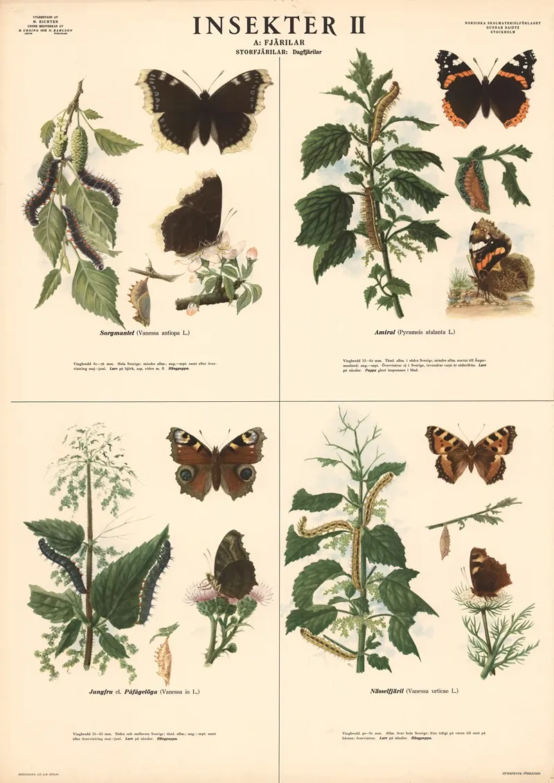Insekter Ii Wall Art by Max Richter - High-Resolution Digital Print