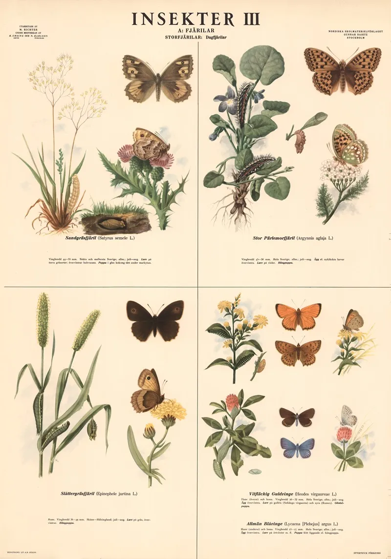 Insekter Iii Wall Art by Max Richter - High-Resolution Digital Print