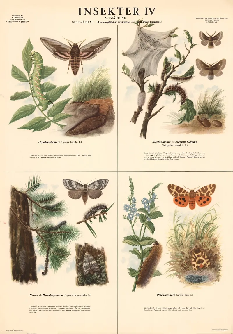 Insekter Iv Wall Art by Max Richter - High-Resolution Digital Print
