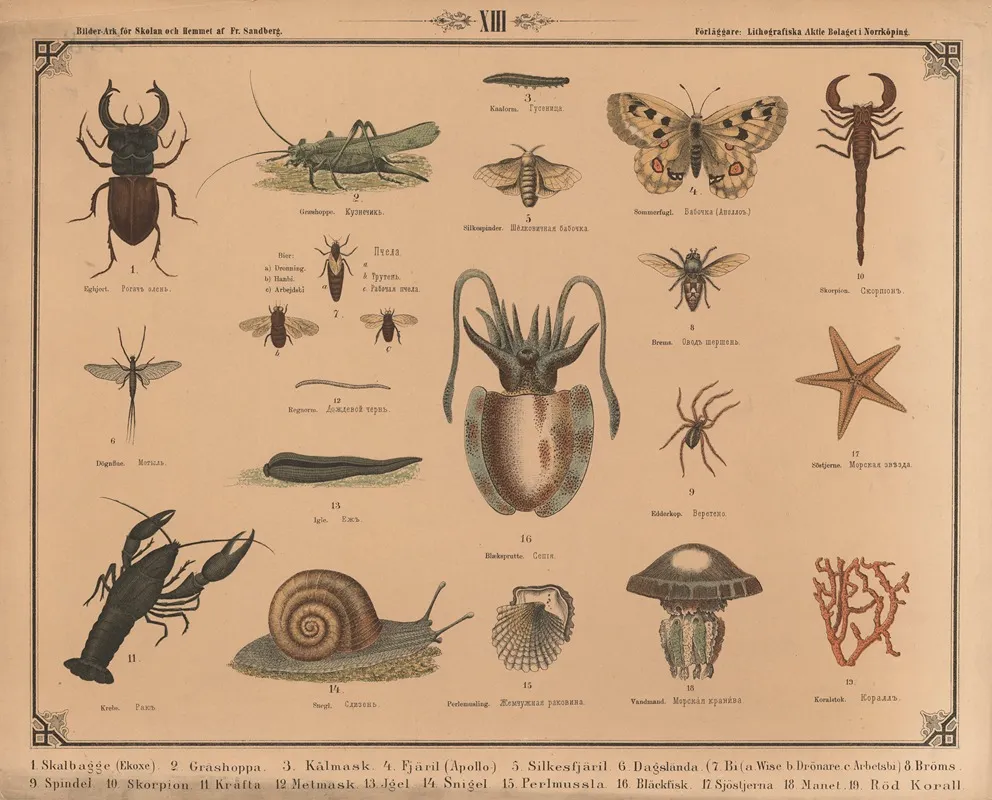 Insekter Og Kryb Wall Art by Fredrik Sandberg - High-Resolution Digital Print