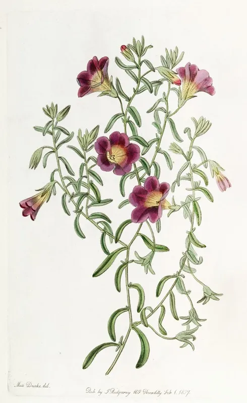 Intermediate Petunia Wall Art by Sydenham Edwards - High-Resolution Digital Print