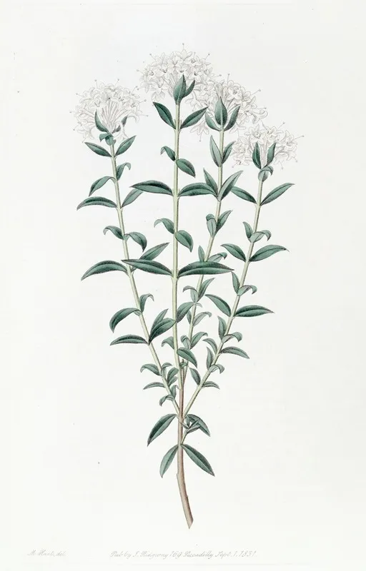 Intermediate Pimelea Wall Art by Sydenham Edwards - High-Resolution Digital Print