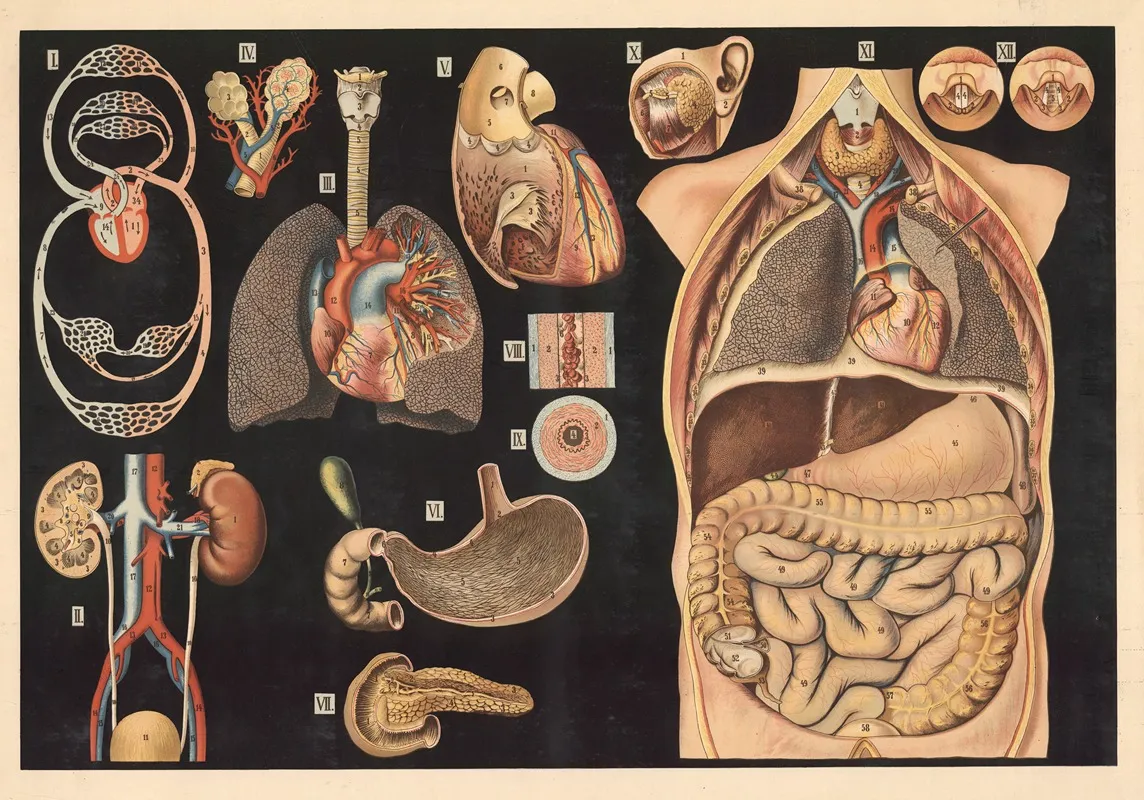 Internal Organs And Blood Circulation Wall Art by Prof. Vallardi - High-Resolution Digital Print