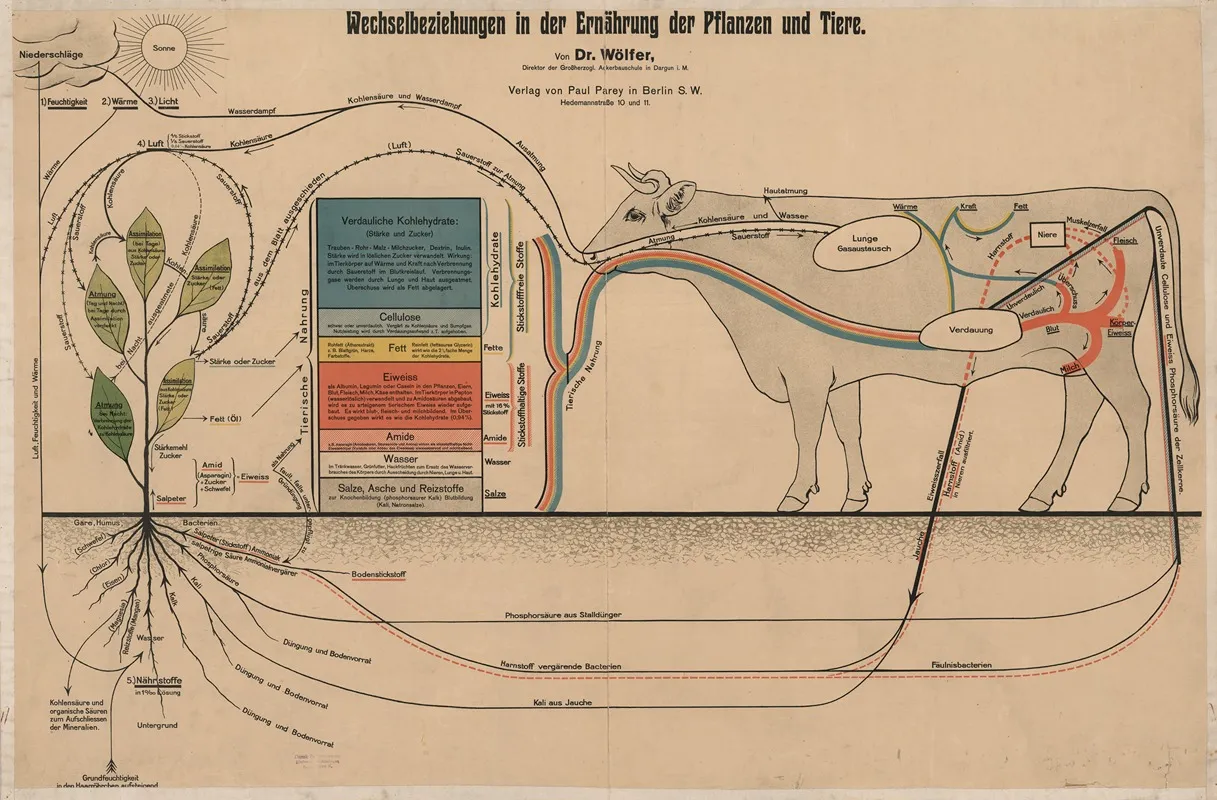 Interrelationships In The Nutrition Of Plants And Animals Wall Art by Dr Wölfer - High-Resolution Digital Print
