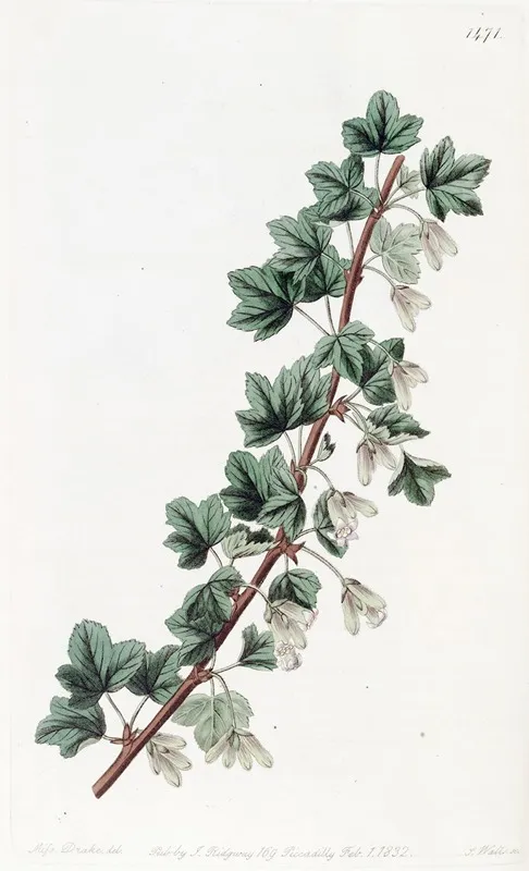 Intoxicating Red Currant Wall Art by Sydenham Edwards - High-Resolution Digital Print