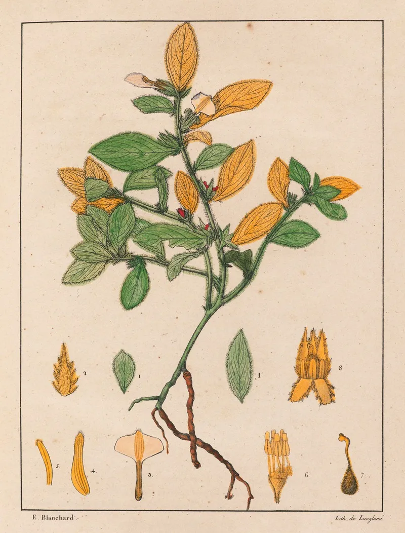 Ionidium Ipecacuanha Wall Art by Auguste de Saint-Hilaire - High-Resolution Digital Print