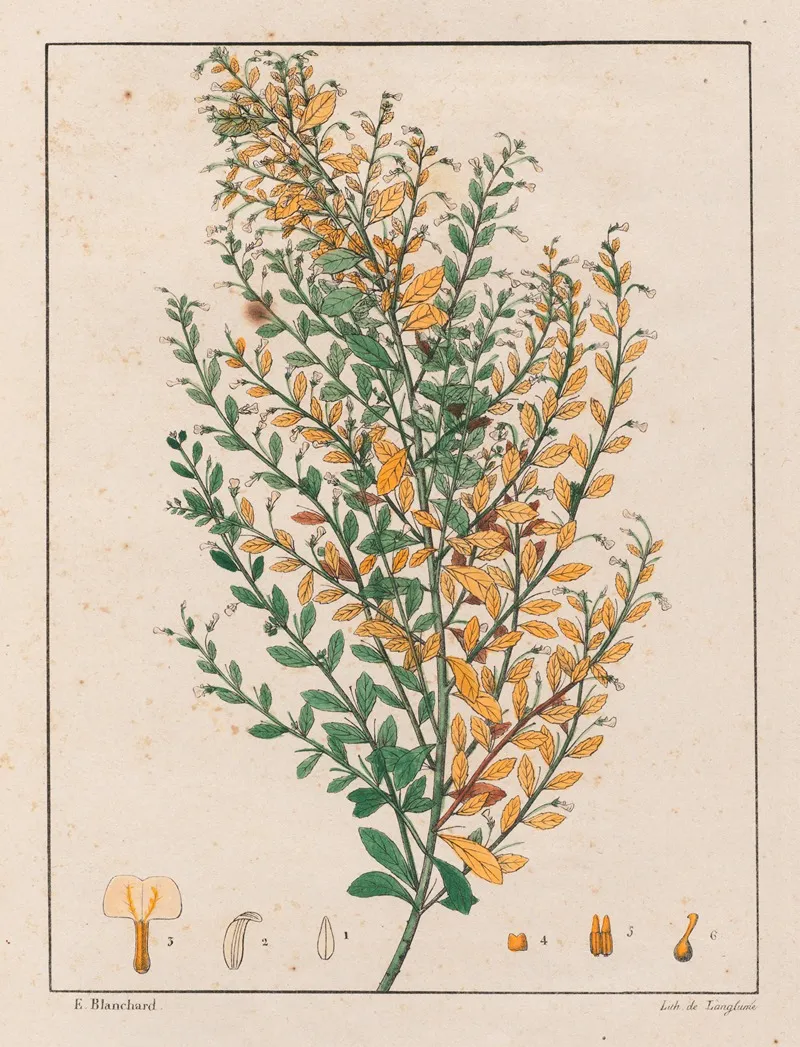 Ionidium Parviflorum Wall Art by Auguste de Saint-Hilaire - High-Resolution Digital Print