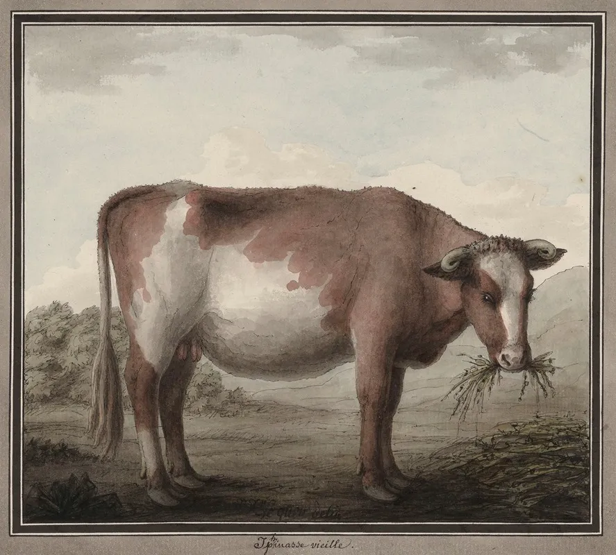 Iphinasse Vieille