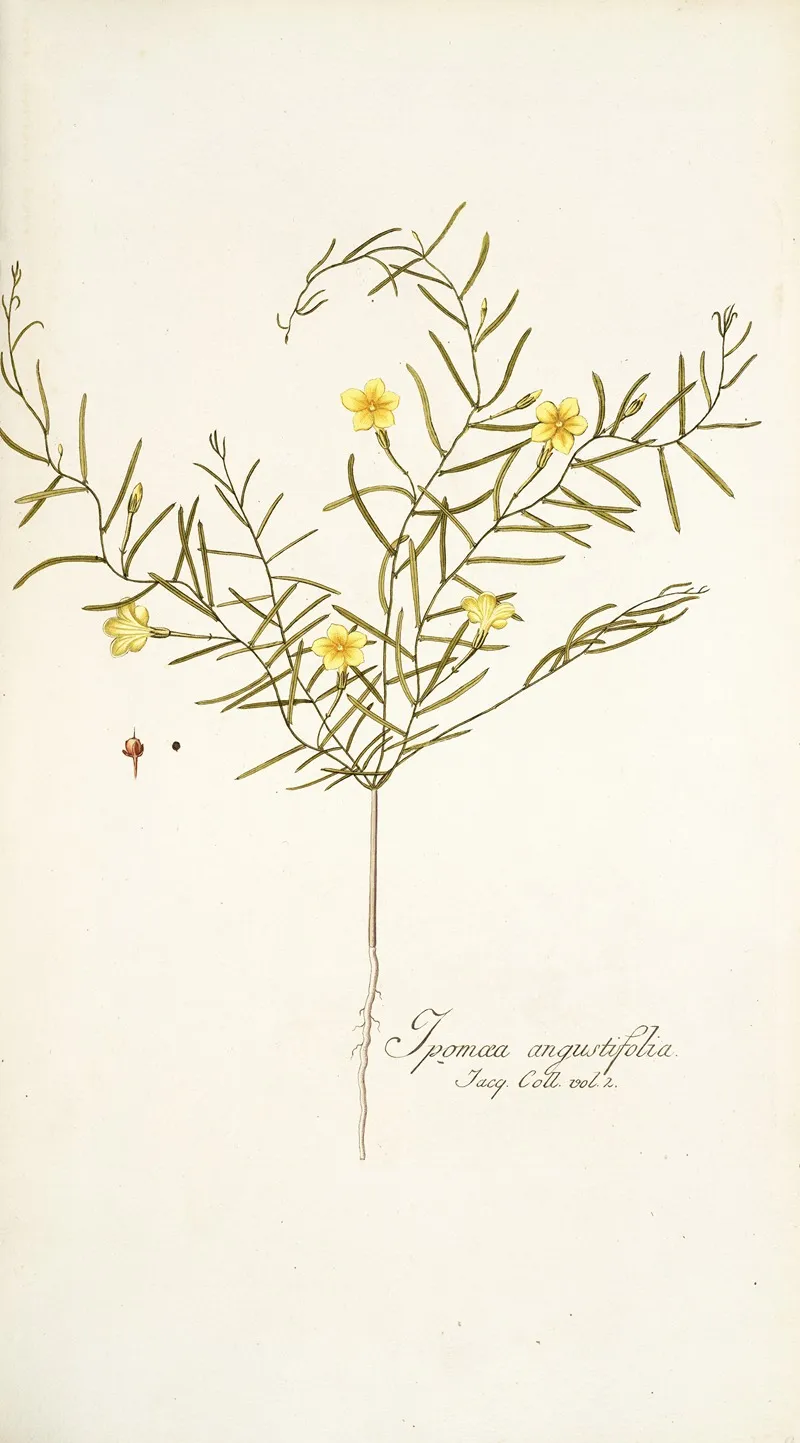 Ipomoea Angustifolia Wall Art by Nikolaus Joseph Freiherr von Jacquin - High-Resolution Digital Print