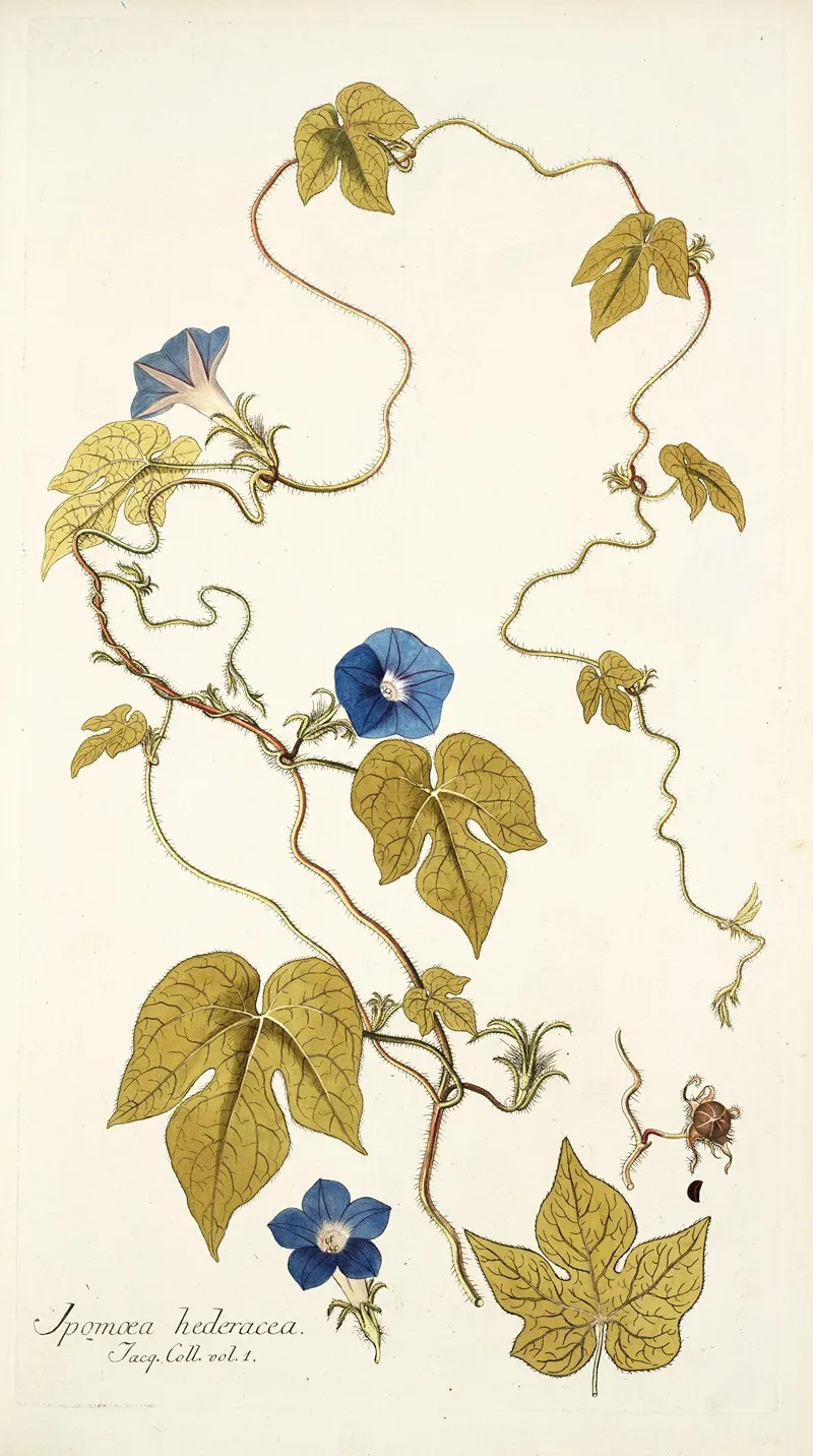 Ipomoea Hederacea Wall Art by Nikolaus Joseph Freiherr von Jacquin - High-Resolution Digital Print
