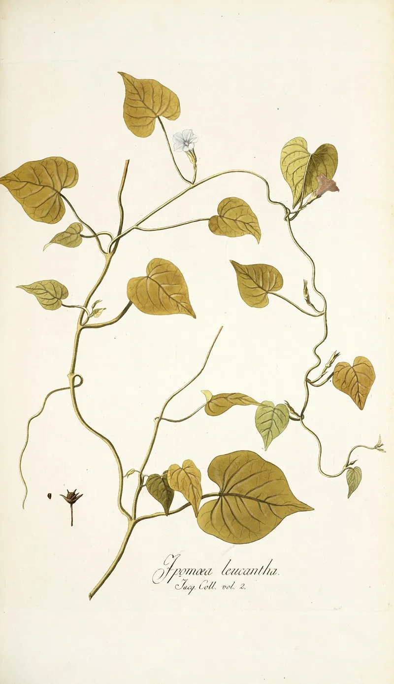 Ipomoea Leucantha Wall Art by Nikolaus Joseph Freiherr von Jacquin - High-Resolution Digital Print
