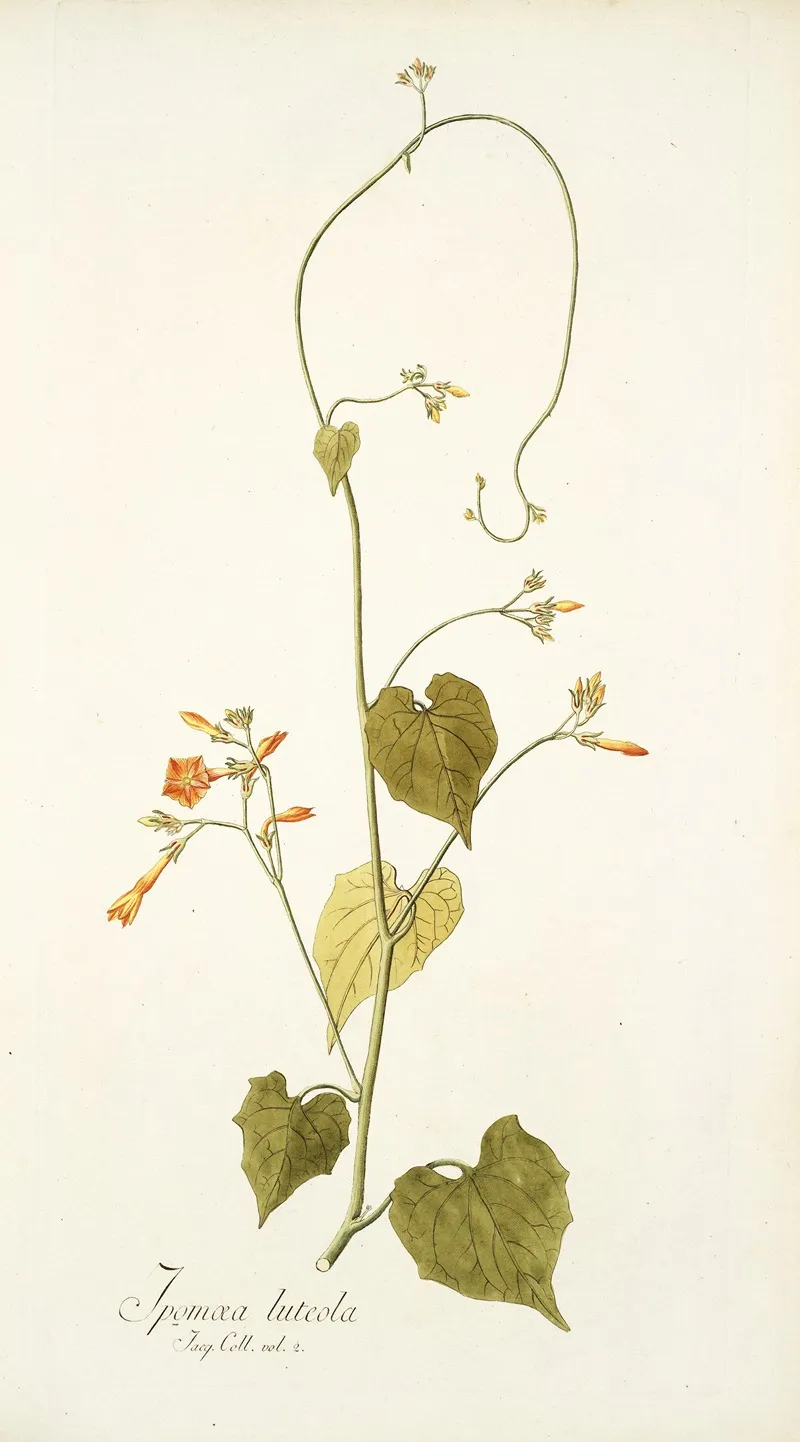 Ipomoea Luteola Wall Art by Nikolaus Joseph Freiherr von Jacquin - High-Resolution Digital Print