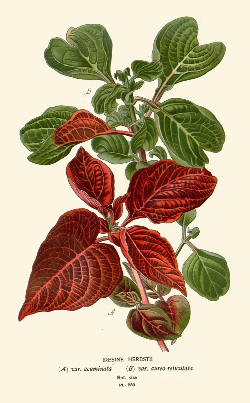 Iresine Herbstii Wall Art by Edward Step - High-Resolution Digital Print