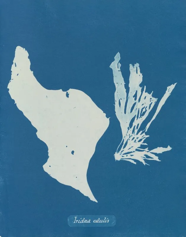 Iridaea Edulis 2 Wall Art by Anna Atkins - High-Resolution Digital Print