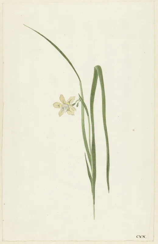 Iris 10 Wall Art by Cornelis van Noorde - High-Resolution Digital Print