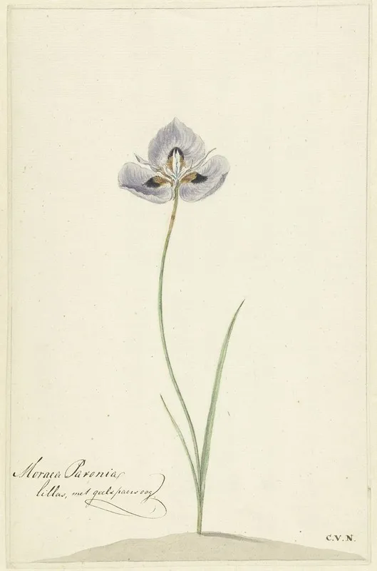 Iris 11 Wall Art by Cornelis van Noorde - High-Resolution Digital Print