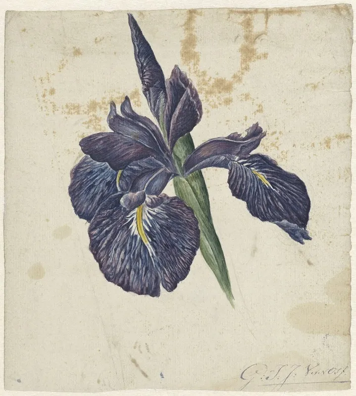 Iris 12 Wall Art by Georgius Jacobus Johannes van Os - High-Resolution Digital Print