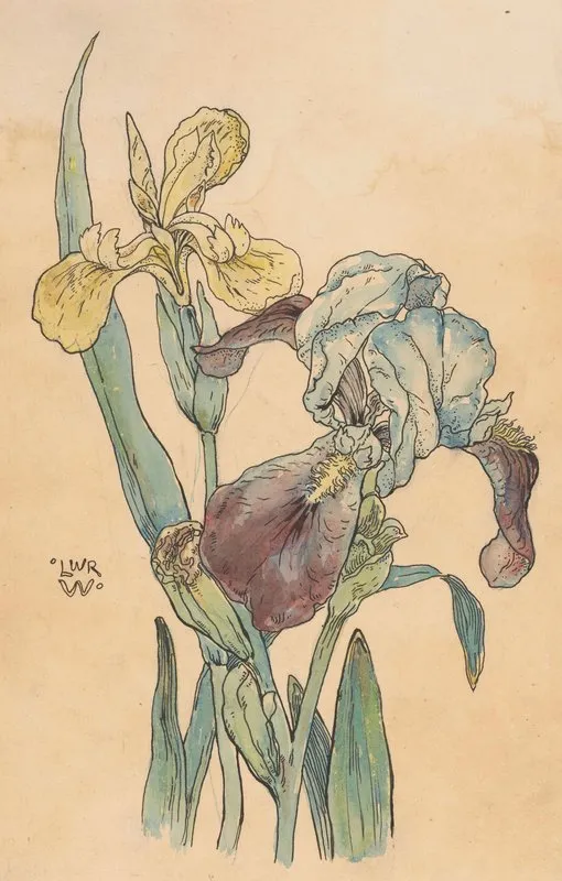Iris 13