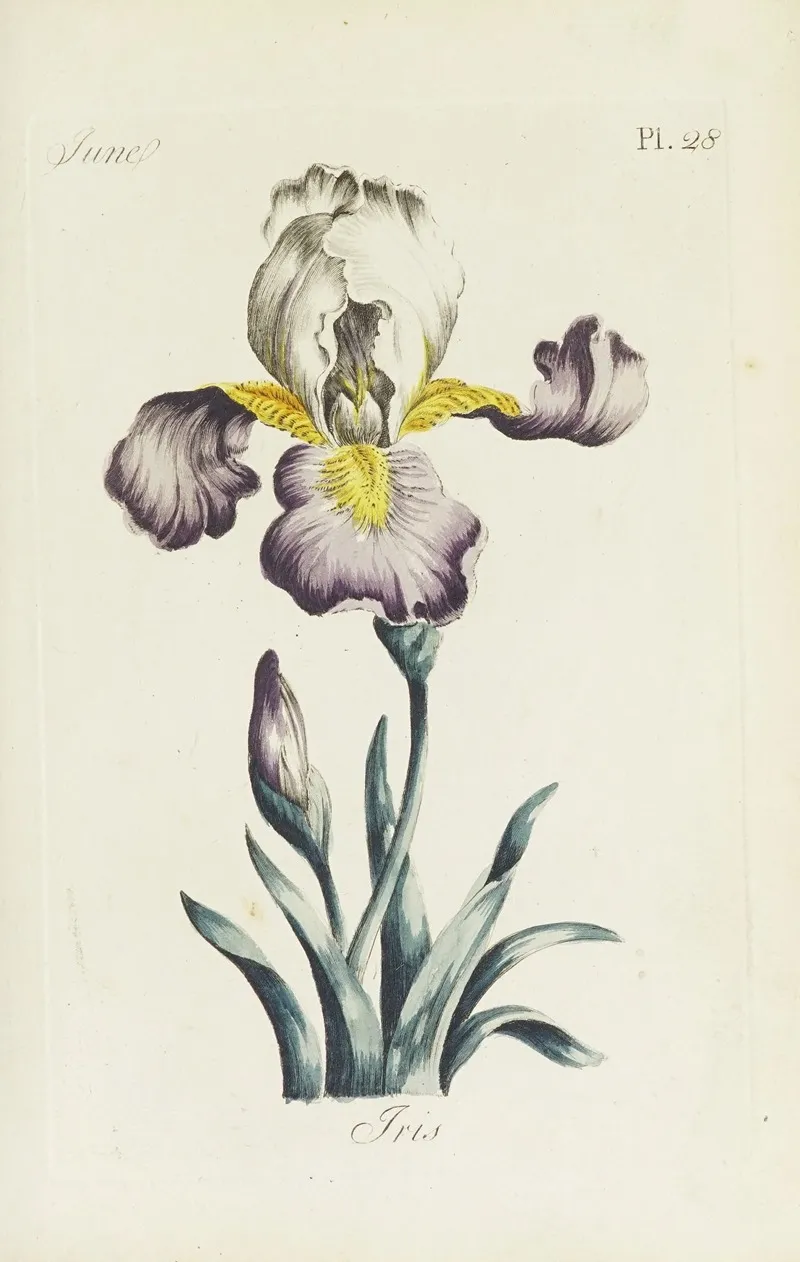 Iris 19 Wall Art by Carington Bowles - High-Resolution Digital Print