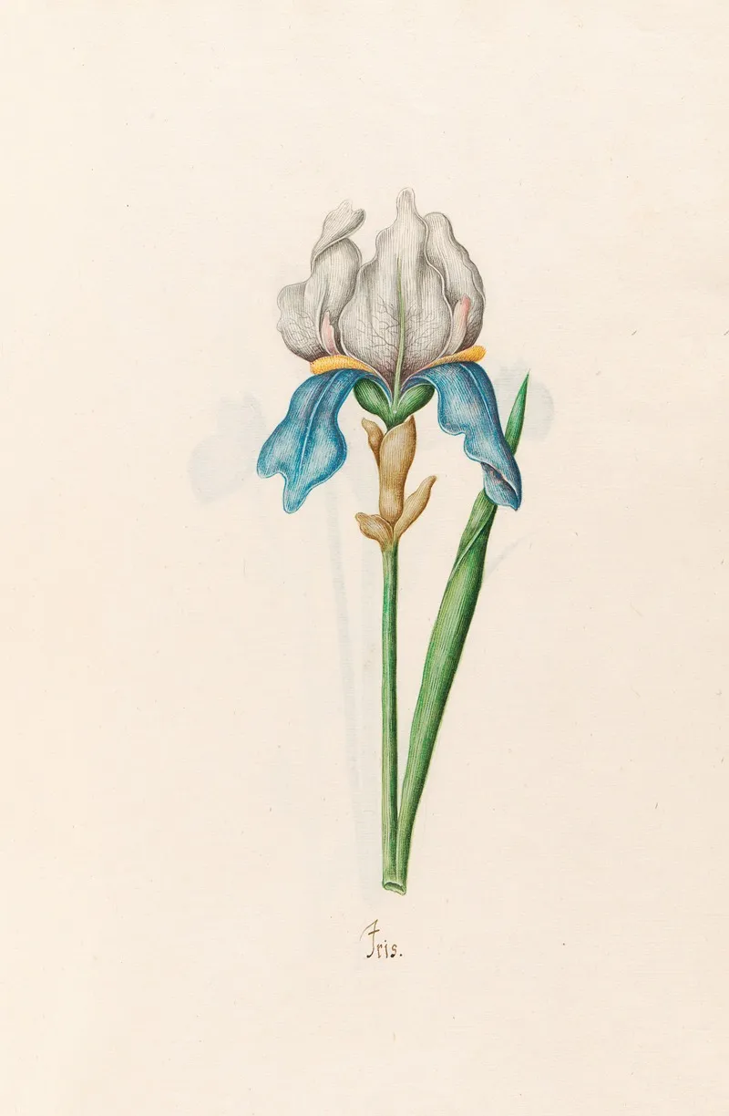 Iris 24 Wall Art by Magdelena Rosina Funck - High-Resolution Digital Print