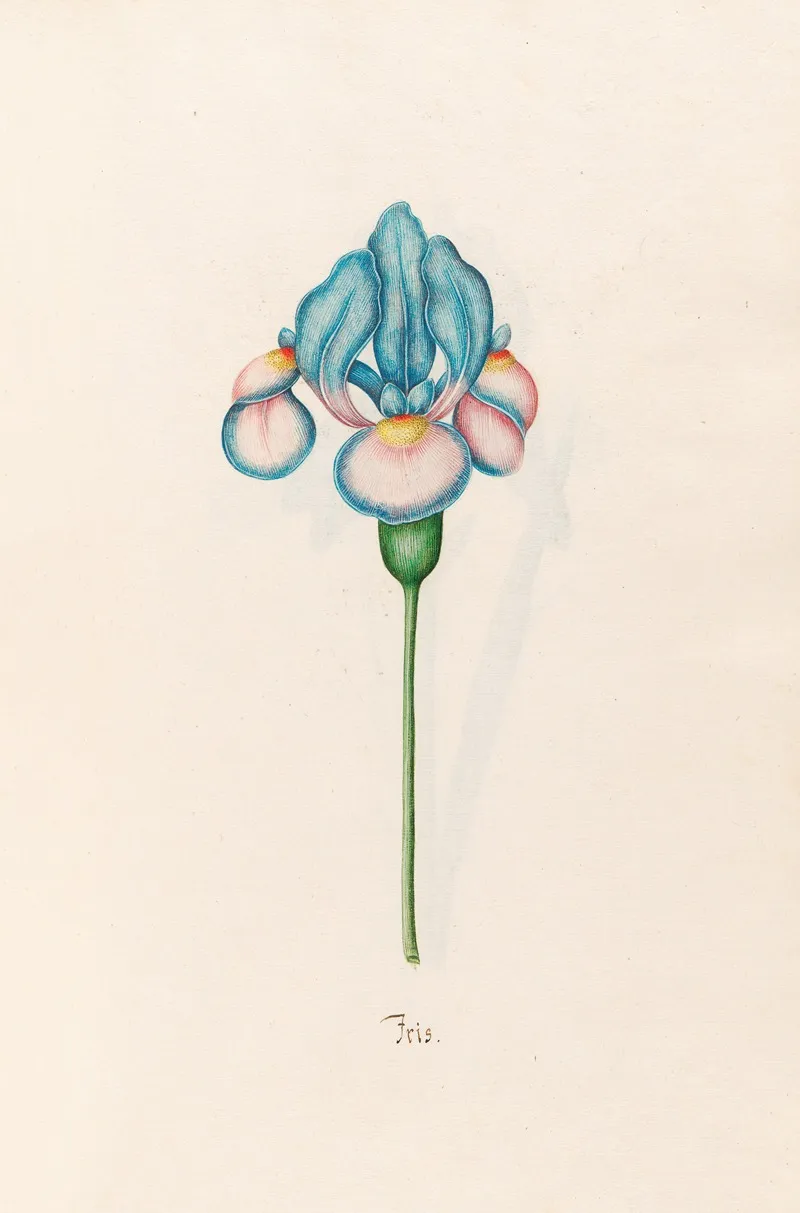 Iris 25 Wall Art by Magdelena Rosina Funck - High-Resolution Digital Print