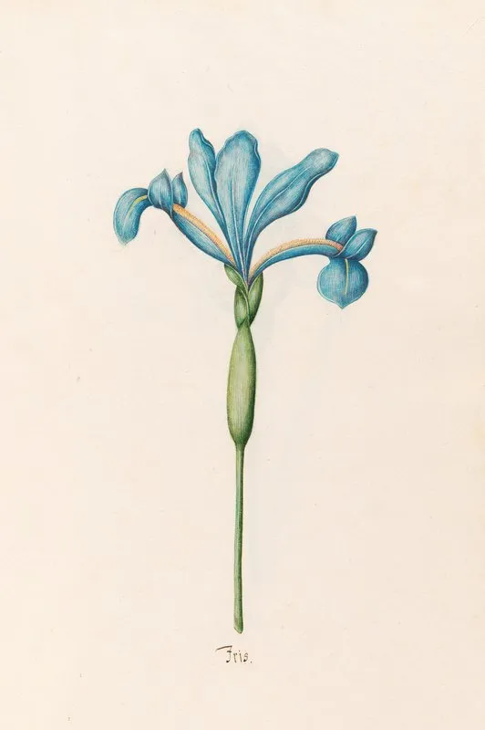 Iris 27 Wall Art by Magdelena Rosina Funck - High-Resolution Digital Print