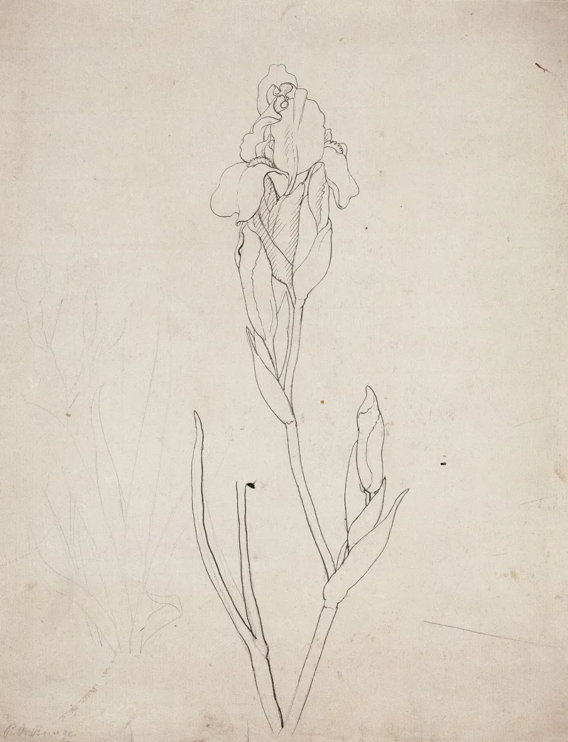 Iris 28