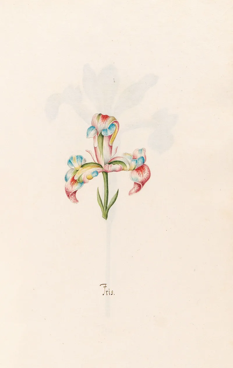 Iris 29 Wall Art by Magdelena Rosina Funck - High-Resolution Digital Print