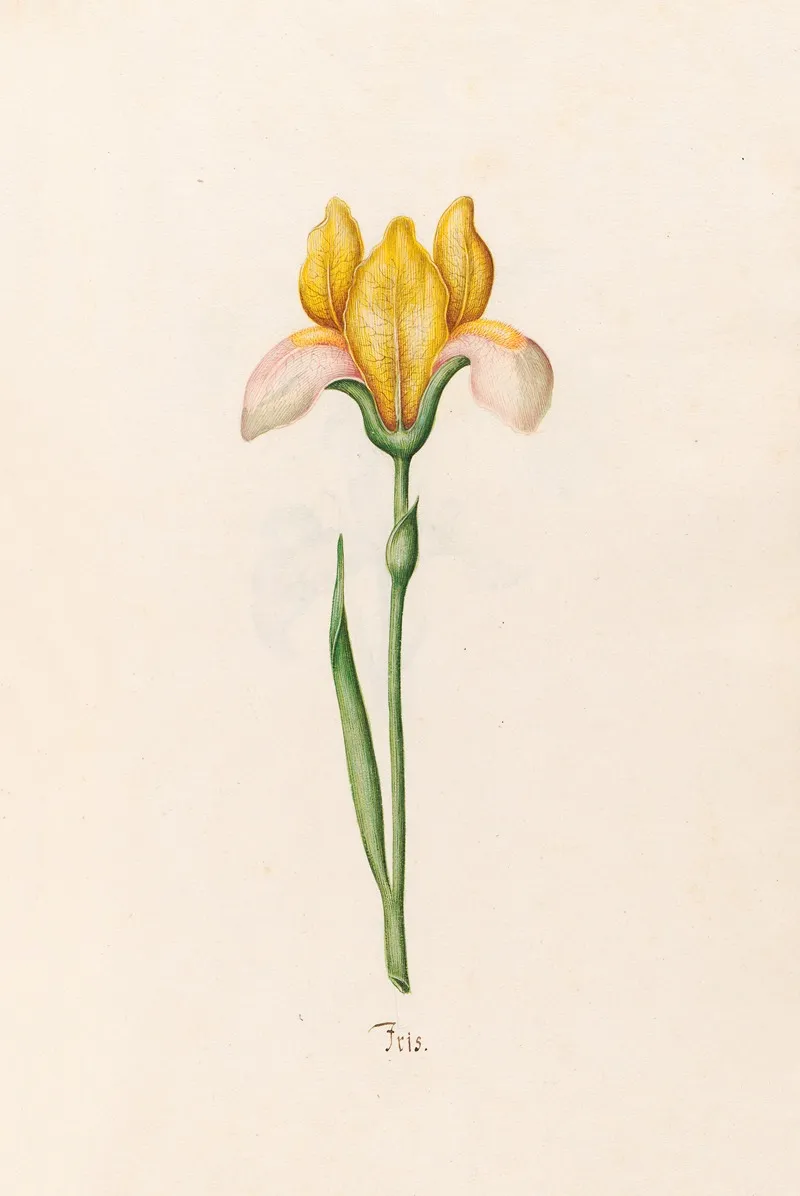Iris 30 Wall Art by Magdelena Rosina Funck - High-Resolution Digital Print