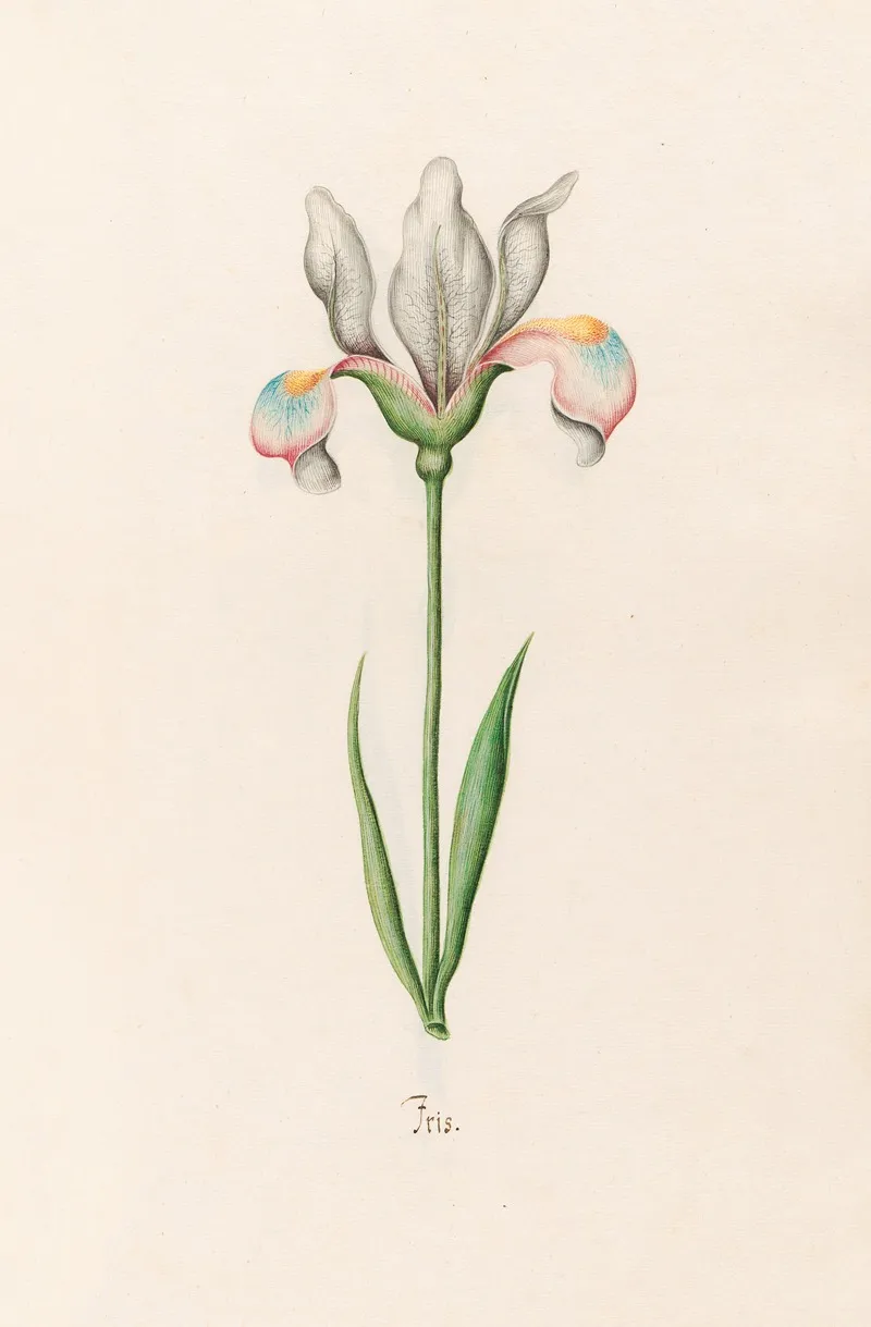 Iris 31 Wall Art by Magdelena Rosina Funck - High-Resolution Digital Print