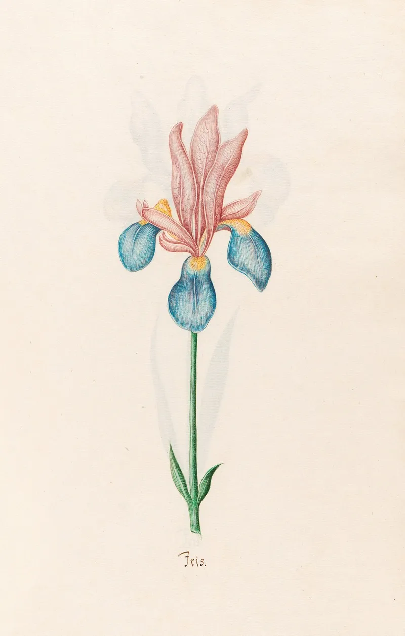 Iris 32 Wall Art by Magdelena Rosina Funck - High-Resolution Digital Print