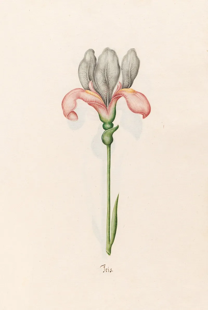 Iris 33 Wall Art by Magdelena Rosina Funck - High-Resolution Digital Print