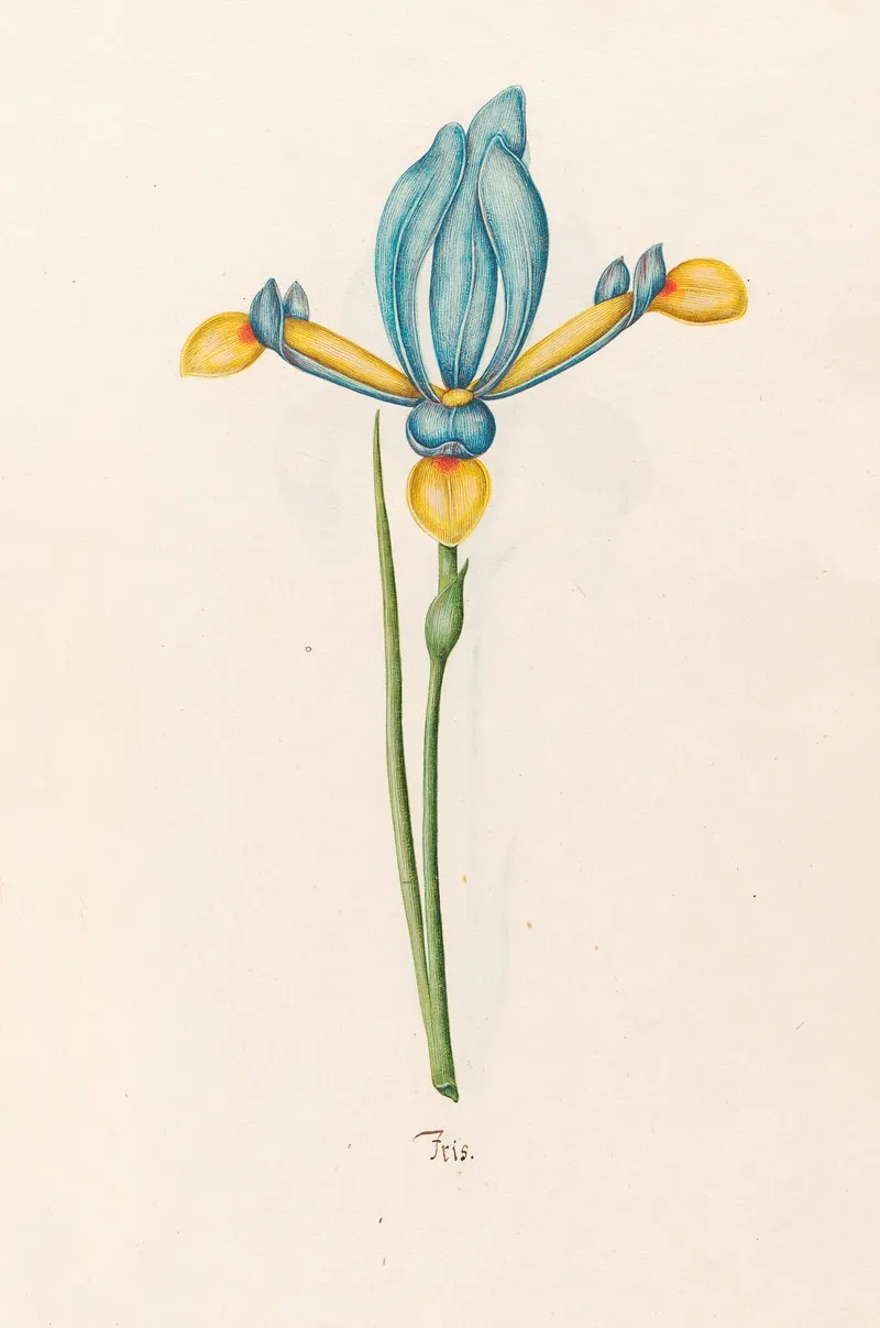 Iris 34 Wall Art by Magdelena Rosina Funck - High-Resolution Digital Print