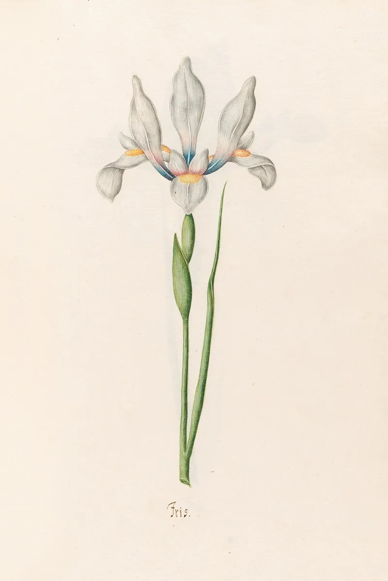 Iris 35 Wall Art by Magdelena Rosina Funck - High-Resolution Digital Print