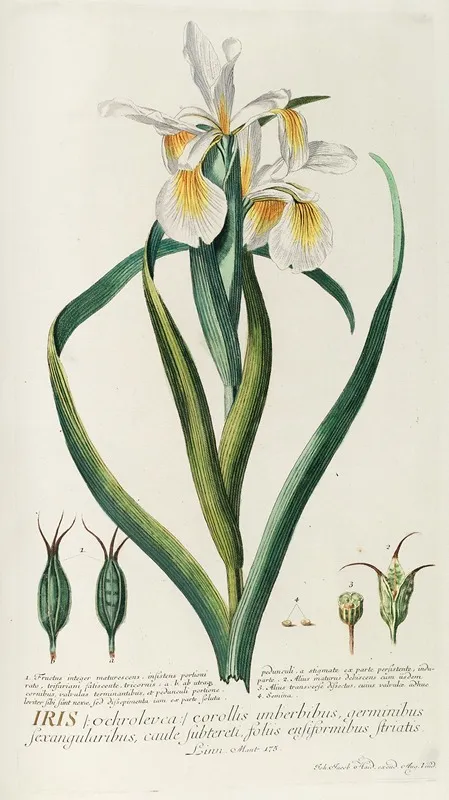Iris 7 Wall Art by Georg Dionysius Ehret - High-Resolution Digital Print