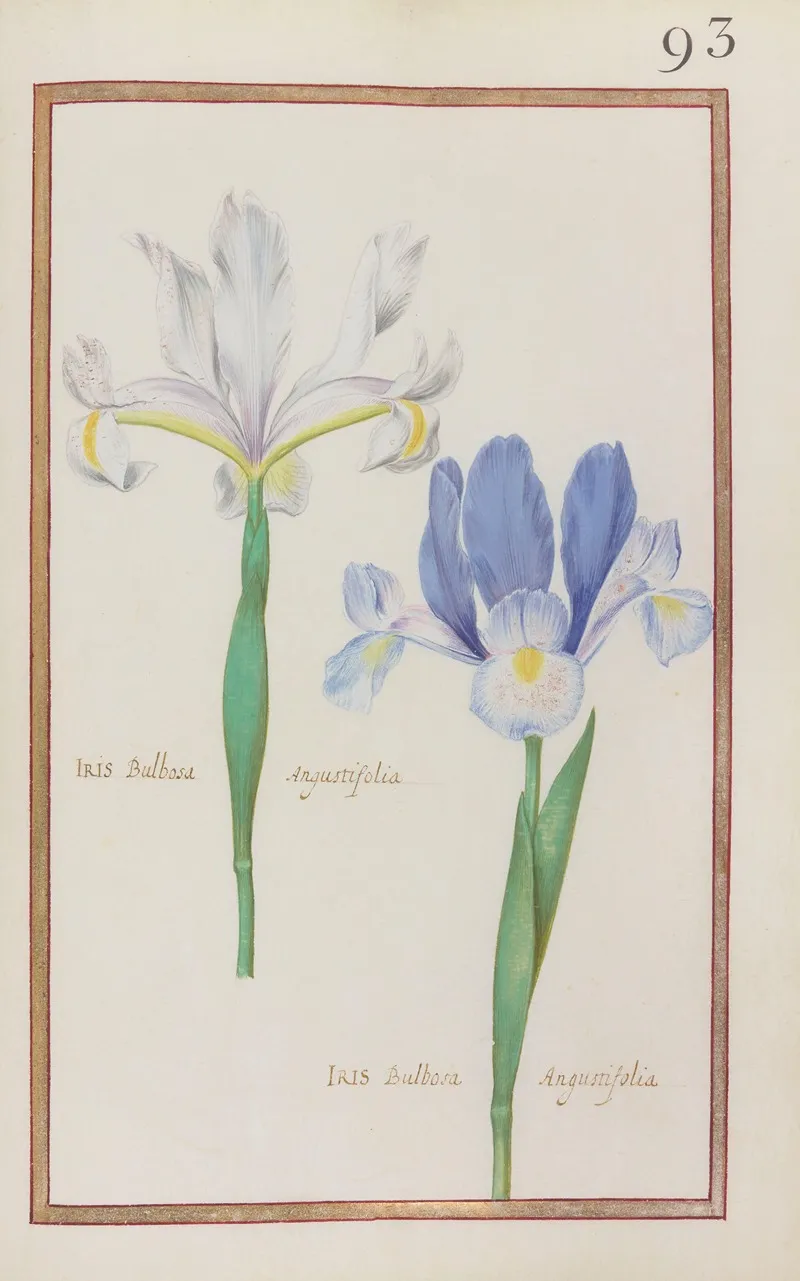 Iris Bulbosa Angustifolia Iris Bulbosa Angustifolia Wall Art by Daniel Rabel - High-Resolution Digital Print