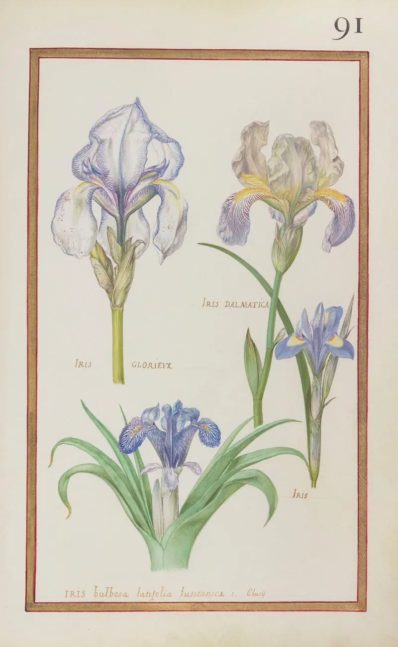 Iris Dalmatica Iris Glorieux Iris Iris Bulbosa Latifolia Lusitanica I Clussi Wall Art by Daniel Rabel - High-Resolution Digital Print