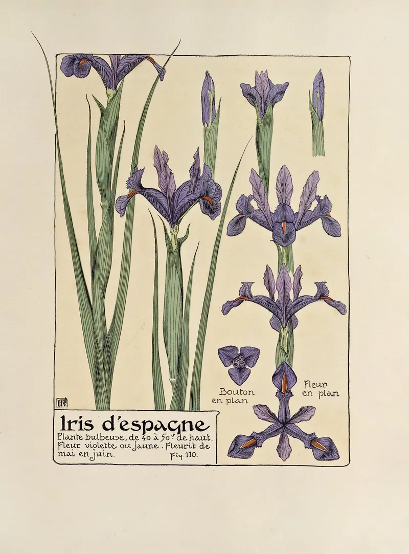 Iris Despangne Wall Art by Maurice Pillard Verneuil - High-Resolution Digital Print