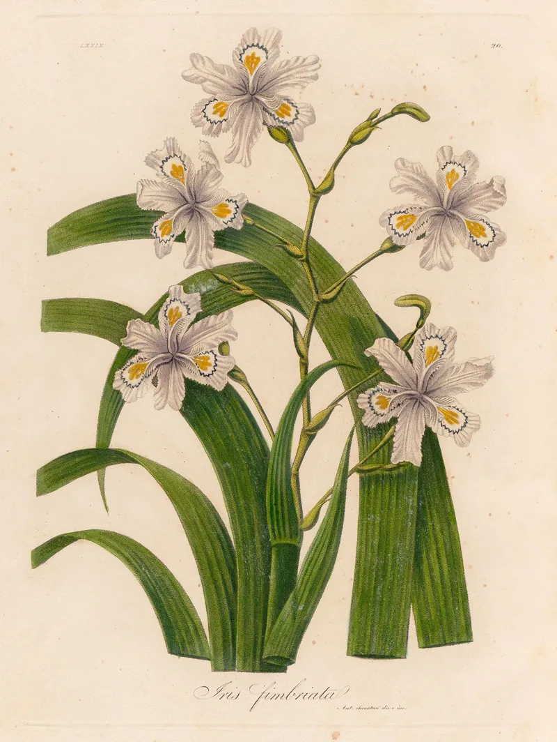 Iris Fimbriata Wall Art by Gaetano Savi - High-Resolution Digital Print
